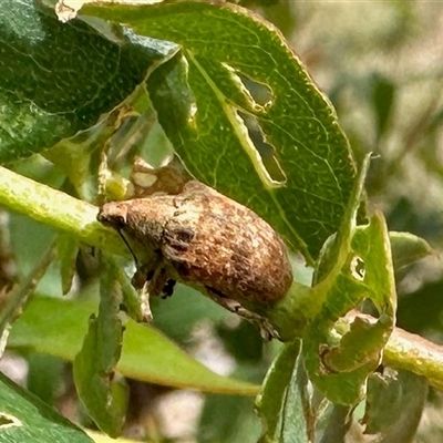 Gonipterus sp. (genus) (Eucalyptus Weevil) at Aranda, ACT - 28 Nov 2025 by KMcCue