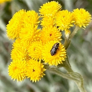 Unverified Insect at Aranda, ACT - Yesterday by KMcCue