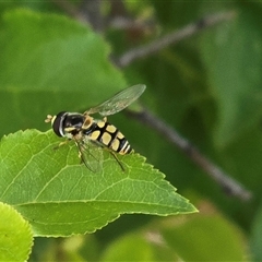 Unverified Hover fly (Syrphidae) at Symonston, ACT - 28 Nov 2025 by Mike