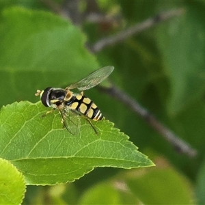 Unverified Hover fly (Syrphidae) at Symonston, ACT - Yesterday by Mike