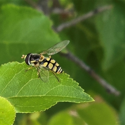 Unverified Hover fly (Syrphidae) at Symonston, ACT - 28 Nov 2025 by Mike