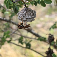 Polistes (Polistella) humilis at Symonston, ACT - 28 Nov 2025 by Mike