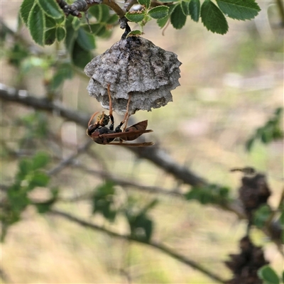 Polistes (Polistella) humilis at Symonston, ACT - 28 Nov 2025 by Mike