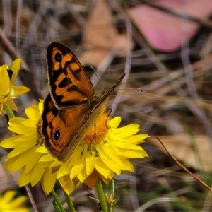 Unverified Butterfly (Lepidoptera, Rhopalocera) at Symonston, ACT - Yesterday by Mike