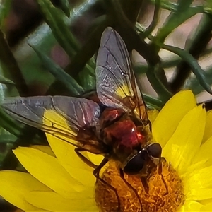 Unverified True fly (Diptera) at Symonston, ACT - Yesterday by Mike