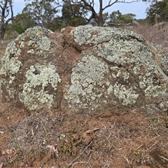 Papyrius sp. (genus) (A Coconut Ant) at Symonston, ACT - 28 Nov 2025 by Mike