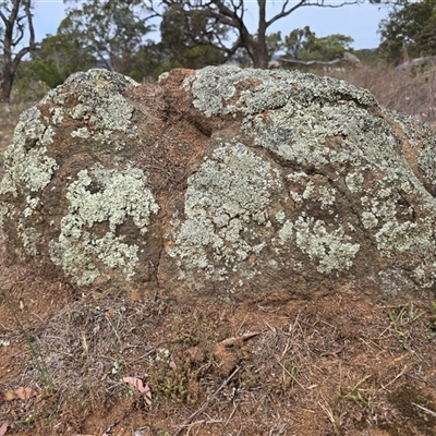 Papyrius sp. (genus) (A Coconut Ant) at Symonston, ACT - 28 Nov 2025 by Mike