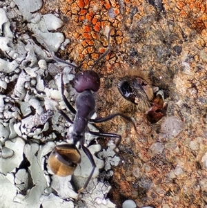 Camponotus suffusus (Golden-tailed sugar ant) at Symonston, ACT - Yesterday by Mike