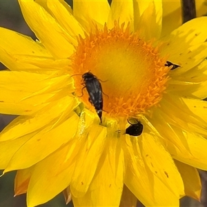 Mordella sp. (genus) at Symonston, ACT - Yesterday by Mike