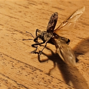 Orthorhinus klugii at Braidwood, NSW - Yesterday by MatthewFrawley