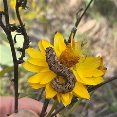 Helicoverpa punctigera at Whitlam, ACT - 28 Nov 2025 by Jennybach
