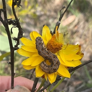 Lepidoptera unclassified IMMATURE at Whitlam, ACT - Yesterday by Jennybach