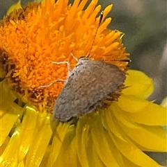 Zizina otis at Whitlam, ACT - 28 Nov 2025 by Jennybach