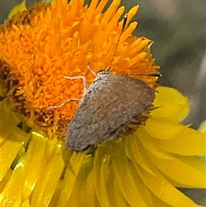 Unverified Insect at Whitlam, ACT - Yesterday by Jennybach