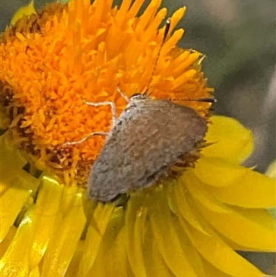 Zizina otis at Whitlam, ACT - 28 Nov 2025 by Jennybach