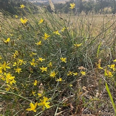 Tricoryne elatior (Yellow Rush Lily) at Hawker, ACT - 28 Nov 2025 by Jennybach
