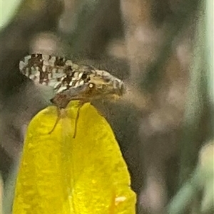 Unverified Insect at Hawker, ACT - Yesterday by Jennybach