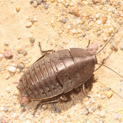 Polyzosteria aenea (Pink-tailed heath cockroach) at Tianjara, NSW - 27 Nov 2025 by Harrisi