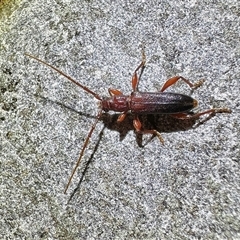 Callidiopis praecox (A longhorn beetle) at Reid, ACT - 28 Nov 2025 by Pirom