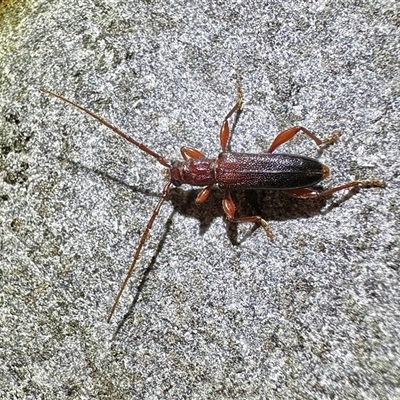 Callidiopis praecox (A longhorn beetle) at Reid, ACT - 28 Nov 2025 by Pirom