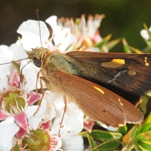 Ocybadistes walkeri at Bulee, NSW - 27 Nov 2025 by Harrisi