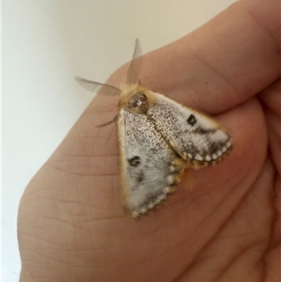 Epicoma melanosticta (Common Epicoma) at  - suppressed by leith7