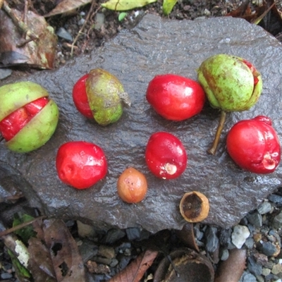 Peripentadenia phelpsii at Syndicate, QLD - 18 Jan 2024 by JasonPStewart