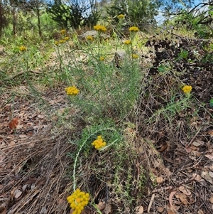 Chrysocephalum semipapposum (Clustered Everlasting) at Fyshwick, ACT - Yesterday by Tawny4