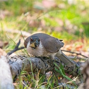 Philemon corniculatus (Noisy Friarbird) at Cook, ACT - 27 Nov 2025 by Rheardy