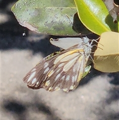 Belenois java (Caper White) at Ryde, NSW - 27 Nov 2025 by lookscloser