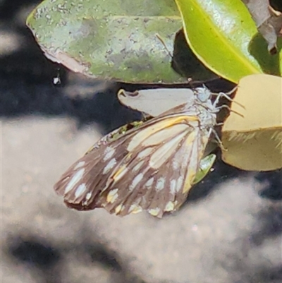 Belenois java (Caper White) at Ryde, NSW - 27 Nov 2025 by lookscloser