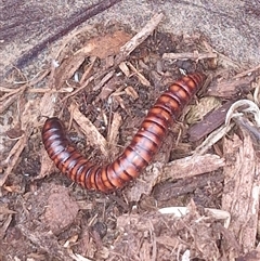 Unverified Millipede (Diplopoda) at Holt, ACT - 29 Nov 2025 by JajiClack
