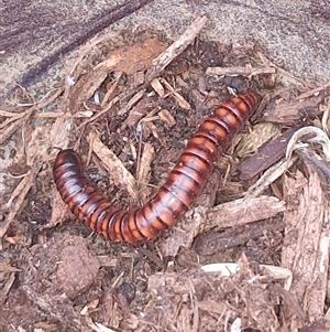 Diplopoda (class) at Holt, ACT - 29 Nov 2025 by JajiClack