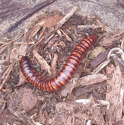 Unverified Millipede (Diplopoda) at Holt, ACT - 29 Nov 2025 by JajiClack
