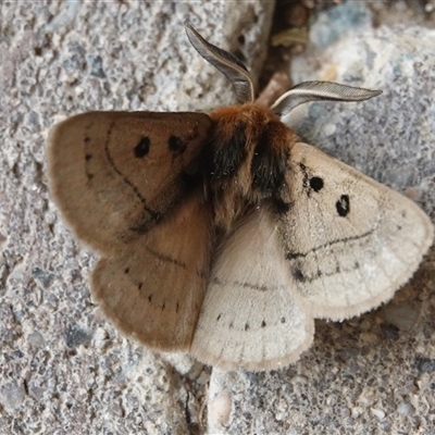 Anthela ocellata (Eyespot Anthelid moth) at Hall, ACT - 29 Nov 2025 by Anna123