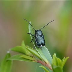Aporocera (Aporocera) scabrosa (Leaf beetle) at Hall, ACT - 29 Nov 2025 by Anna123