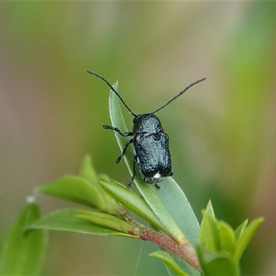 Aporocera (Aporocera) scabrosa (Leaf beetle) at Hall, ACT - 29 Nov 2025 by Anna123