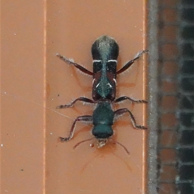 Tarsostenodes sp. at Hall, ACT - 28 Nov 2025 by Anna123