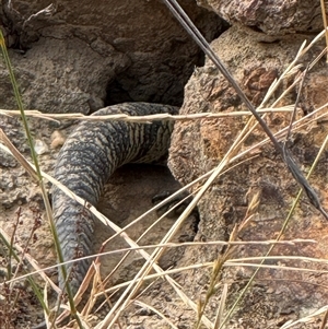 Tiliqua scincoides scincoides (Eastern Blue-tongue) at Watson, ACT - 29 Nov 2025 by Louisab