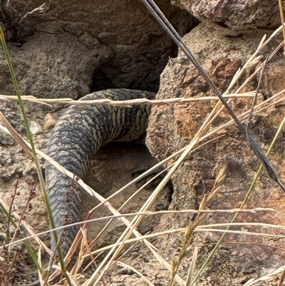 Tiliqua scincoides scincoides (Eastern Blue-tongue) at Watson, ACT - 29 Nov 2025 by Louisab