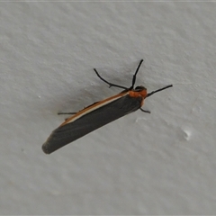 Palaeosia bicosta (Two-ribbed Footman) at Hall, ACT - 28 Nov 2025 by Anna123