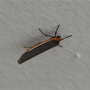 Palaeosia bicosta (Two-ribbed Footman) at Hall, ACT - 28 Nov 2025 by Anna123