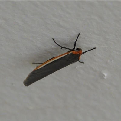 Palaeosia bicosta (Two-ribbed Footman) at Hall, ACT - 28 Nov 2025 by Anna123