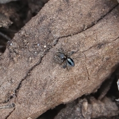Maratus chrysomelas (Variable Peacock Spider) at Hall, ACT - 28 Nov 2025 by Anna123