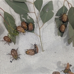 Anoplognathus brunnipennis (Green-tailed Christmas beetle) by HelenCross