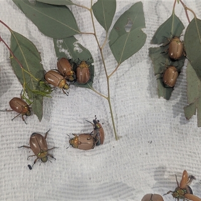 Anoplognathus brunnipennis (Green-tailed Christmas beetle) at  - suppressed by HelenCross