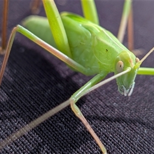 Caedicia simplex (Common Garden Katydid) at Gungahlin, ACT - 28 Nov 2025 by chriselidie