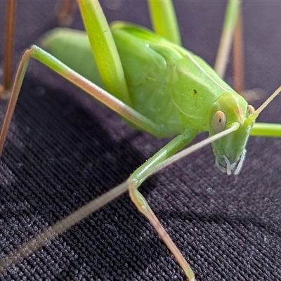 Caedicia simplex (Common Garden Katydid) at Gungahlin, ACT - 28 Nov 2025 by chriselidie