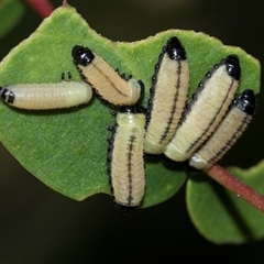 Paropsisterna cloelia (Eucalyptus variegated beetle) at Higgins, ACT - 27 Nov 2025 by AlisonMilton