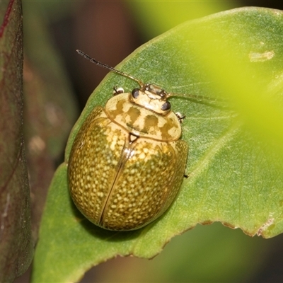 Paropsisterna cloelia (Eucalyptus variegated beetle) at Higgins, ACT - 29 Nov 2025 by AlisonMilton